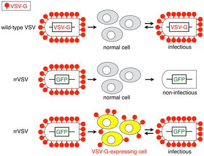 Generation of Transgenic Mosquitoes Harboring a Replication-Restricted Virus